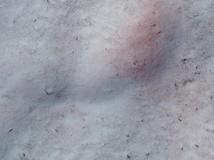 Chlamydomonas nivalis