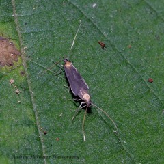 Tegenocharis tenebrans