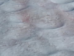 Chlamydomonas nivalis