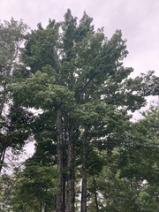 Acer rubrum image