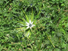 Eryngium carlinae