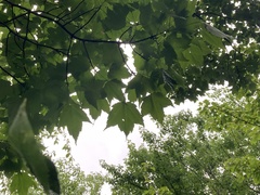 Acer rubrum image