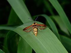 Nokona pilamicola