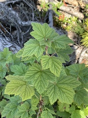 Ribes hudsonianum