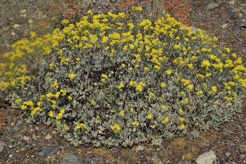 Eriogonum umbellatum var. lautum