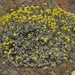 Eriogonum umbellatum lautum - Photo (c) Jeff Bisbee, algunos derechos reservados (CC BY-NC), subido por Jeff Bisbee