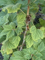 Ribes hudsonianum