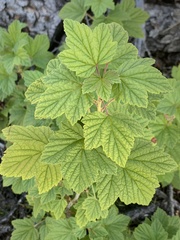 Ribes hudsonianum