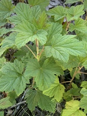 Ribes hudsonianum