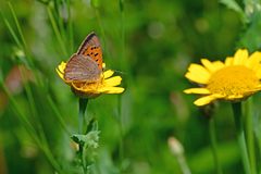 Lycaena phlaeas
