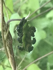 Chelymorpha cassidea