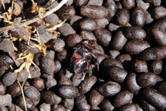 Rhinocoeta sanguinipes