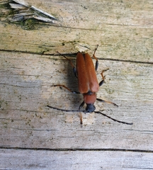 Stictoleptura rubra