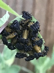 Chelymorpha cassidea