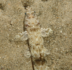 Saurida nebulosa