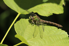 Ophiogomphus smithi