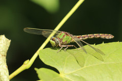 Ophiogomphus smithi
