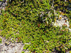 Kalmia procumbens