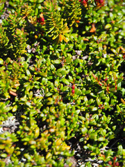 Kalmia procumbens