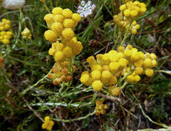 Helichrysum arenarium