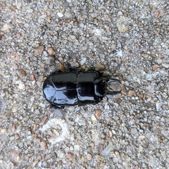 Hololepta