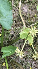 Caltha palustris palustris