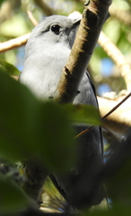 Coracina caesia caesia