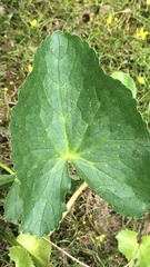 Caltha palustris palustris