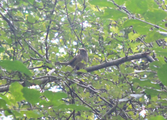 Luscinia megarhynchos