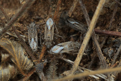 Ortholomus punctipennis