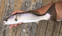 Atractoscion nobilis