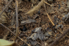 Ortholomus punctipennis