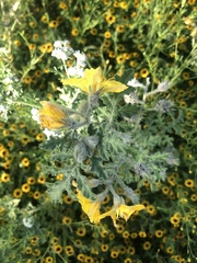 Solanum fructu-tecto