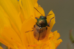 Cryptocephalus laetus