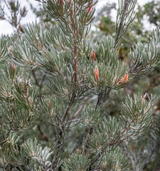 Adenanthos oreophilus