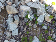 Claytonia multiscapa pacifica