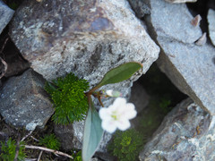 Claytonia multiscapa pacifica
