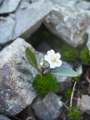 Claytonia multiscapa pacifica