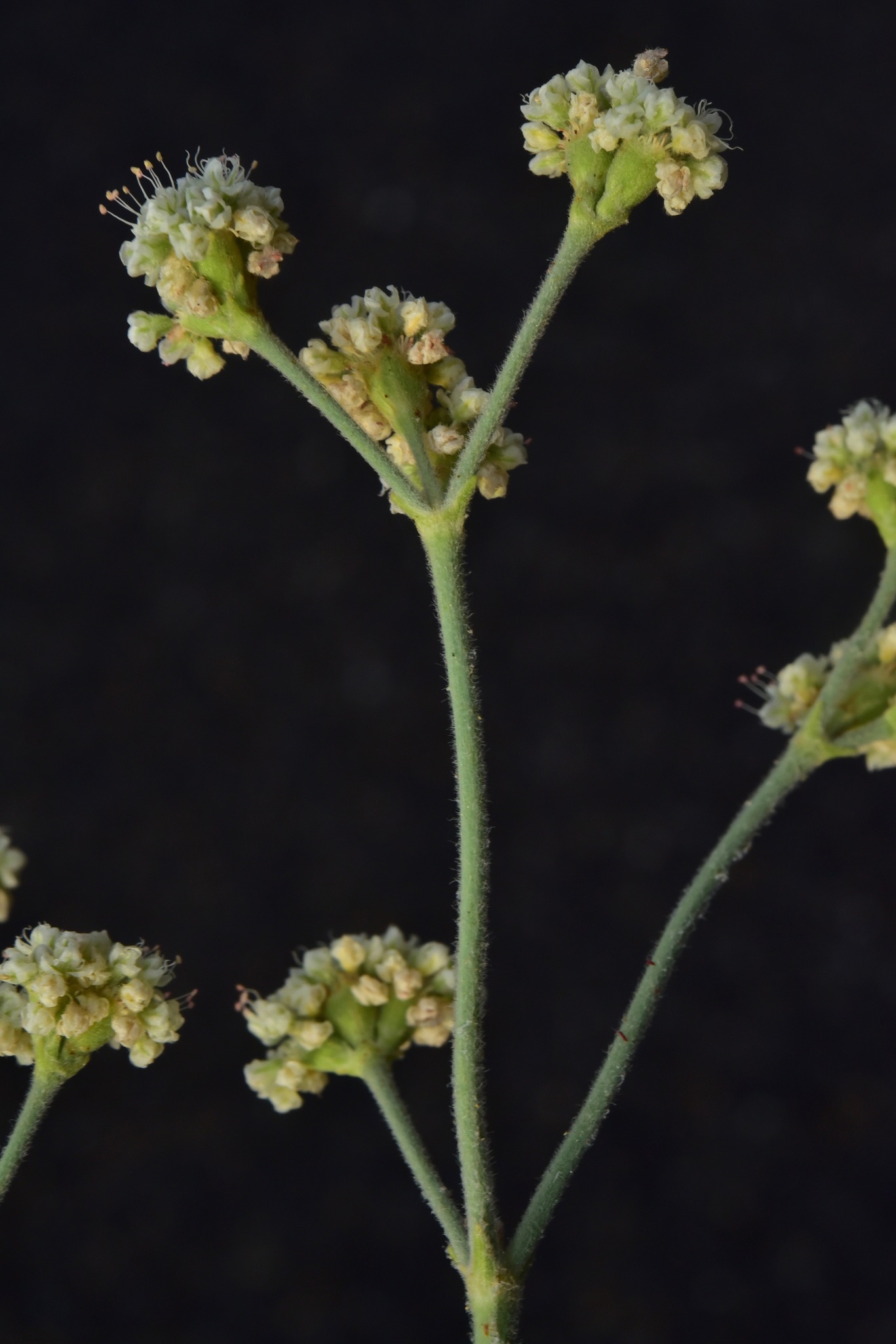 Eriogonum elatum var. villosum