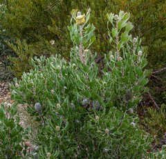Isopogon trilobus