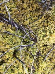 Sphagnum tenellum