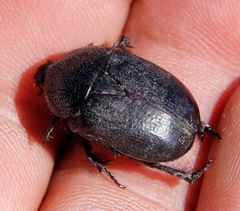 Rhinocoeta sanguinipes