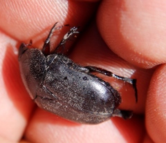 Rhinocoeta sanguinipes