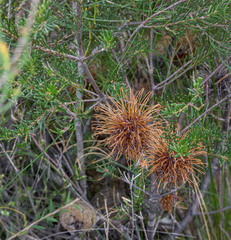 Banksia violacea