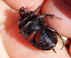 Rhinocoeta sanguinipes