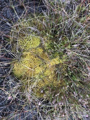 Sphagnum tenellum