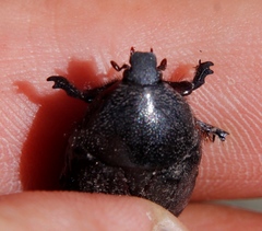 Rhinocoeta sanguinipes