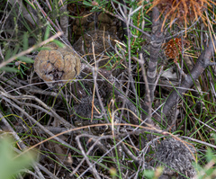 Banksia violacea