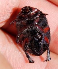 Rhinocoeta sanguinipes