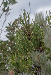 Allocasuarina humilis